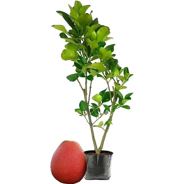 Red Pomelo (લાલ પોમેલો)